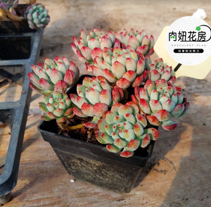 蓝苹果群生老庄多肉植物进口花卉盆栽绿植大棚直销 一物一图