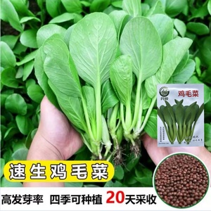 鸡毛菜种籽四季小白菜青菜油菜种子上海青蔬菜菜籽菜种孑大全籽种