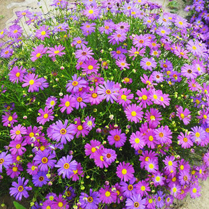 阳台室内外五色菊花种子花坛植物紫色花籽矮生小野花卉多年生盆栽
