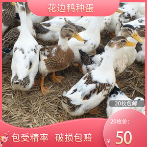 四川花边鸭麻鸭广西肉鸭蛋鸭种蛋受精蛋可孵化一点花番鸭20枚包邮