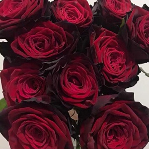黑金玫瑰花大苗茶香切花月季盆栽暗红色有丝绒感阳台庭院花卉欧月