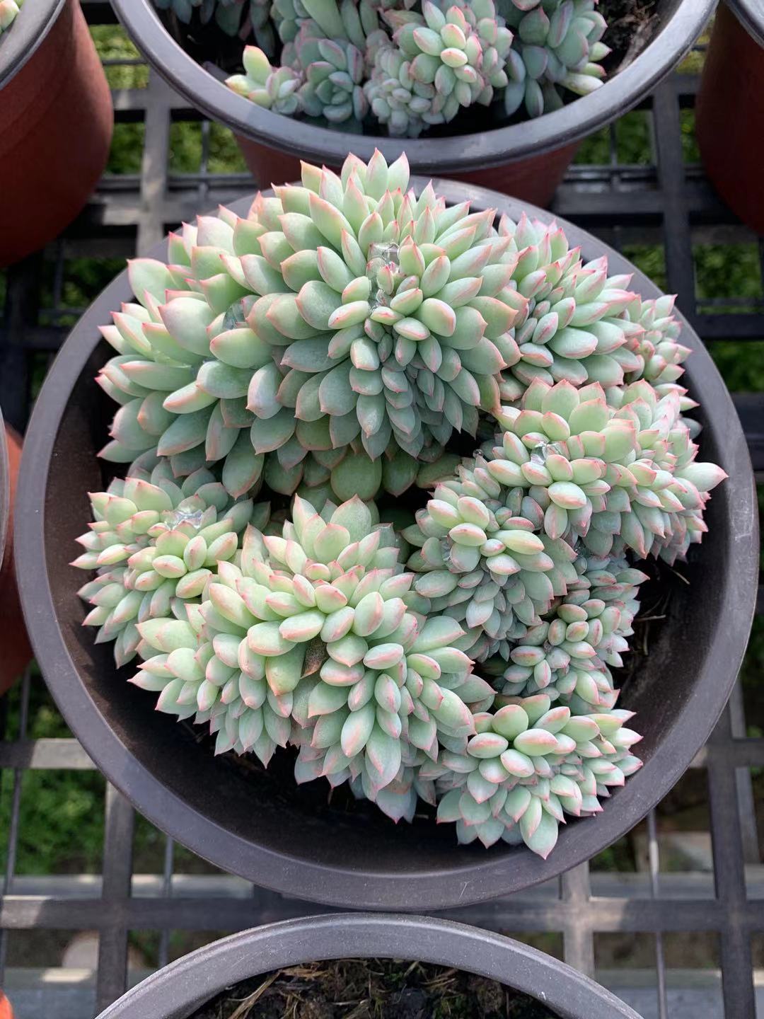 跨境店群怎么收款 跨境店群怎么发货