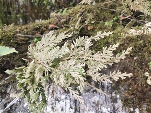 江南卷柏苗 石柏墙柏岩柏草摩来卷柏 盆景山石造型苗