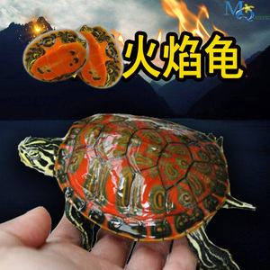 火焰龟进口红黄腹龟宠物观赏深水乌龟苗圆澳火焰龟乌龟东锦吃鱼粪