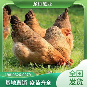 高产麻羽绿壳蛋鸡活体活苗绿壳蛋鸡苗脱温苗五黑鸡下蛋鸡受精种蛋