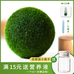 幸福海藻球Marimo微景观生态瓶水培植物球藻创意diy水生治愈系