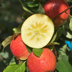 新疆阿克苏小甜心冰糖心苹果当季新鲜应季水果绿色有机食品认证