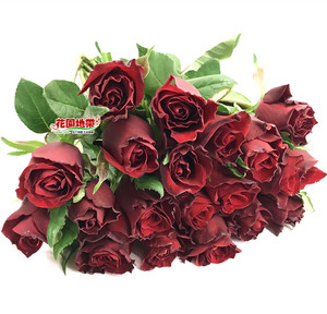 传奇红玫瑰鲜花 家庭办公室婚礼用花水培插花 生日爱情礼物  速递