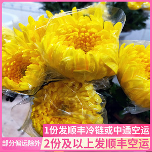 鲜菊花拜祭云南斗南基地直发清明节上坟祭祀扫墓花束黄白批鲜花发