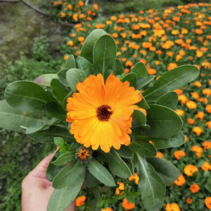 成都金盏菊花苗盆栽室外庭院开花植物花卉四季好养带花耐寒植物