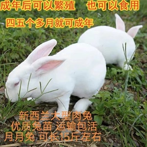 兔子活物肉兔公母一对巨型小白兔活体花兔比利时宠物家兔拍两一对