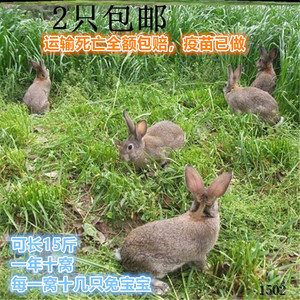 兔子活体大型肉兔苗繁殖种兔兔子活物月月兔比利时白兔花巨兔苗