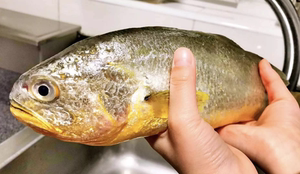 温州南麂岛大大大黄鱼 1.5～1.7斤  2条装 48小时内捕捞顺丰包邮