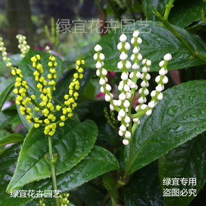 珠兰苗盆栽带花苞金粟兰黄花白花珠兰鱼子兰鸡爪兰花苗阳台室内花