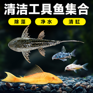 黄金青苔鼠鱼苗大小型淡水清洁除藻工具鱼热带观赏鱼宠物鱼清道夫