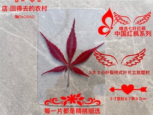 中国红枫枫叶标本礼物天然真树叶本色干叶片塑封创意植物压花书签