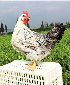 稻花鸡   白芦花鸡  彩凤鸡种蛋  受精蛋可孵化 包受精率80% 鸡苗