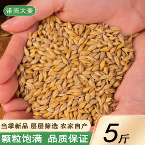 新货带壳大麦2500g农家自产大麦粒发芽做麦芽糖可做大麦茶包邮