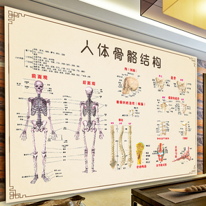 人体骨骼肌肉结构图肌肉分布图解脊椎骨头解剖高清大挂图宣传海报