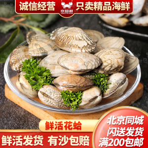 500g 花蛤鲜活无沙花甲蛤蜊新鲜麻辣小海鲜 辣炒花蛤北京海鲜闪送