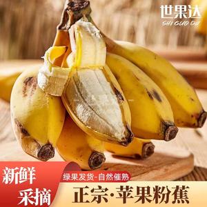 新鲜苹果粉蕉自然熟青皮小米皇帝王芭蕉广西海南香蕉水果整箱
