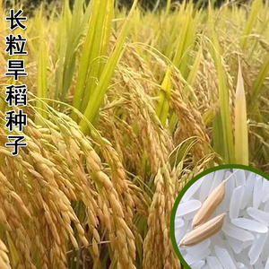 杂交长粒稻谷旱稻水稻种籽旱稻种子山地丘陵旱地播种稻谷高产抗倒