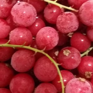 新款水果新鲜冷冻带茎红加仑烘焙点缀装饰红醋栗100g盒食用农产品
