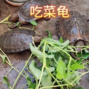 草龟吃菜龟乌龟活物下蛋龟花龟宠物龟金线草龟乌龟墨龟苗宠物龟