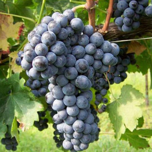 赤霞珠葡萄干红酒酿制专用品种一年生自根葡萄苗果树苗南北方种植