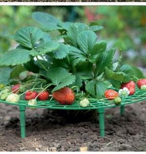 亚马逊销售草莓架 草莓种植支架 植物爬藤架阳台盆栽种菜园艺支架