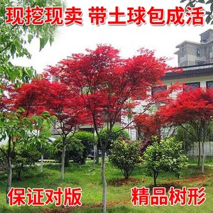 红枫树苗日本红枫美国红枫苗中国红四季红庭院绿化红枫红舞姬盆栽