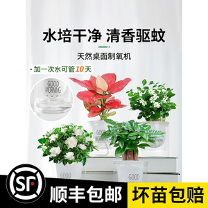 水培驱蚊植物薄荷文竹柏绿萝九里香发财树花盆栽室内情绪稳定绿植