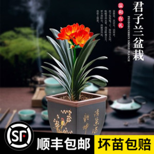 四季君子兰盆栽带花苞小苗花卉植物室内易活绿植水培好养多肉大全