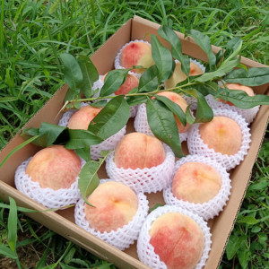 现货北京水蜜桃水果新鲜平谷大桃绿化九9号多汁软甜桃子礼盒包邮