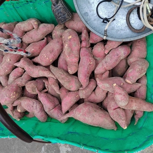 贵州农家新鲜现挖番薯老品种红皮红心番苕烤地瓜红薯现挖现发包邮