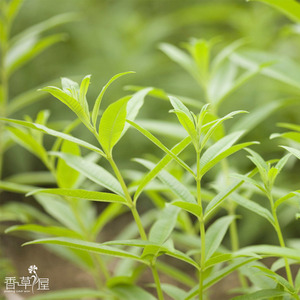 柠檬马鞭草 橙香木  Lemon Verbena 香草植物 盆栽苗 可食用 泡茶