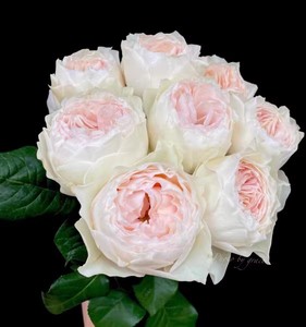 轩花物语 艾玛伍德 月季肯尼亚玫瑰 受温度影响会开出黄色粉黄色