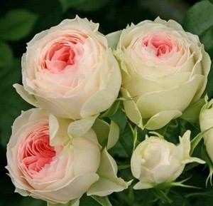 轩花物语 欧月 绒球门廊月季花苗 玫瑰盆栽非常漂亮强荐扦插
