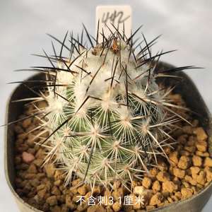 巨菲雷克Turbinicarpus viereckii major实生 娇丽球属 仙人球