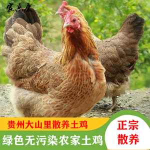 正宗贵州农家土鸡老母鸡农村散养鸡老鸡新鲜现杀鸡走地鸡麻鸡整鸡