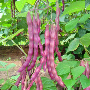 春秋大紫袍豆角种子春夏秋紫红架豆王种籽四季豆菜豆芸豆蔬菜种孑