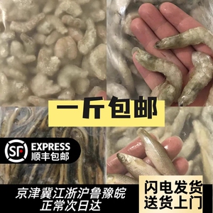 新鲜杀菌速冻麦穗鱼白条鱼冰冻小泥鳅冷冻大河虾鳄龟龙鱼魟鱼饲料