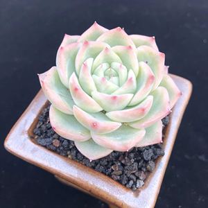 水晶玫瑰多肉植物 阿里巴巴找货神器 水晶玫瑰多肉植物 阿里巴巴找货神器
