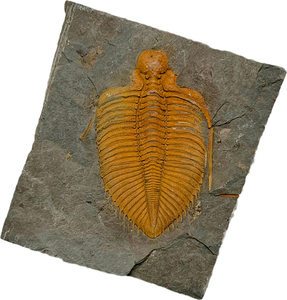 天然古生物王冠三叶虫化石标本儿童地质科普教学原石摆件收藏礼物