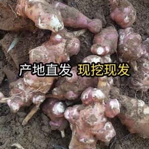 红洋姜新鲜野生鬼子姜不辣农家蔬菜酱腌菜泡菜种姜菊芋现挖生洋姜