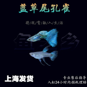 蓝草孔雀鱼小型热带鱼凤尾鱼精品兰草尾纯种淡水好养耐活胎生鱼苗