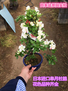 日本进口杜鹃盆景盆栽精品日本皋月杜鹃盆景 品种花色齐全