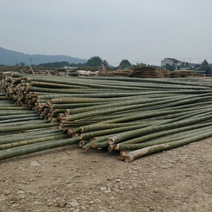 毛竹园林建筑竹子工地施工竹杆农用帮扶树苗支撑竹竿子