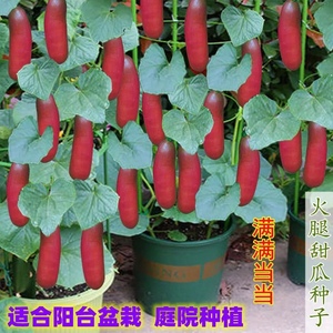 火腿香瓜种子超甜红香蜜甜瓜种子农家水果蔬菜种籽四季春秋播高产