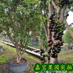 台湾沙巴嘉宝果苗树盆栽地栽南方种植水果苗树葡萄艾斯卡四季庭院